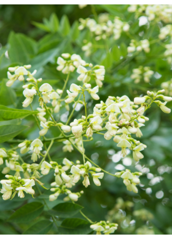 SOPHORA japonica