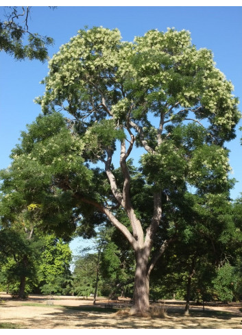 SOPHORA japonica