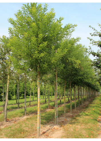 SOPHORA japonica