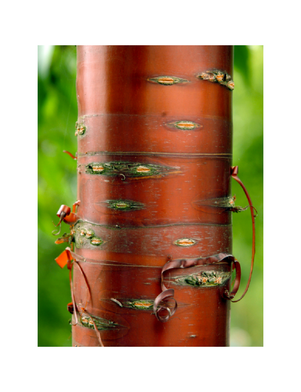 PRUNUS serrula