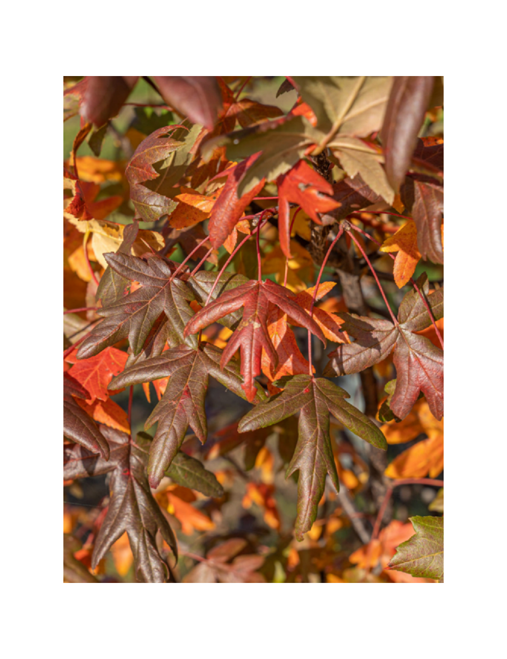 MALUS trilobata