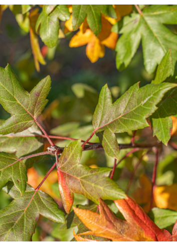 MALUS trilobata