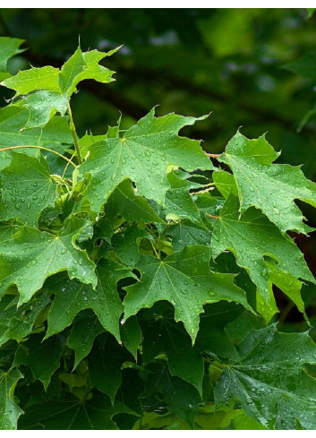 ACER platanoides