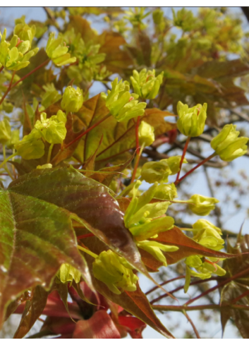 ACER platanoides