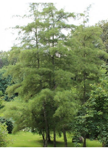 ALNUS glutinosa IMPERIALIS