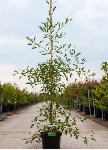 ALNUS glutinosa IMPERIALIS En pot de 10-12 litres forme baliveau