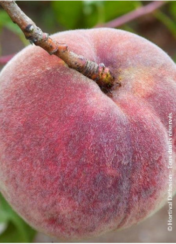 PÊCHER DE VIGNE SANGUINE