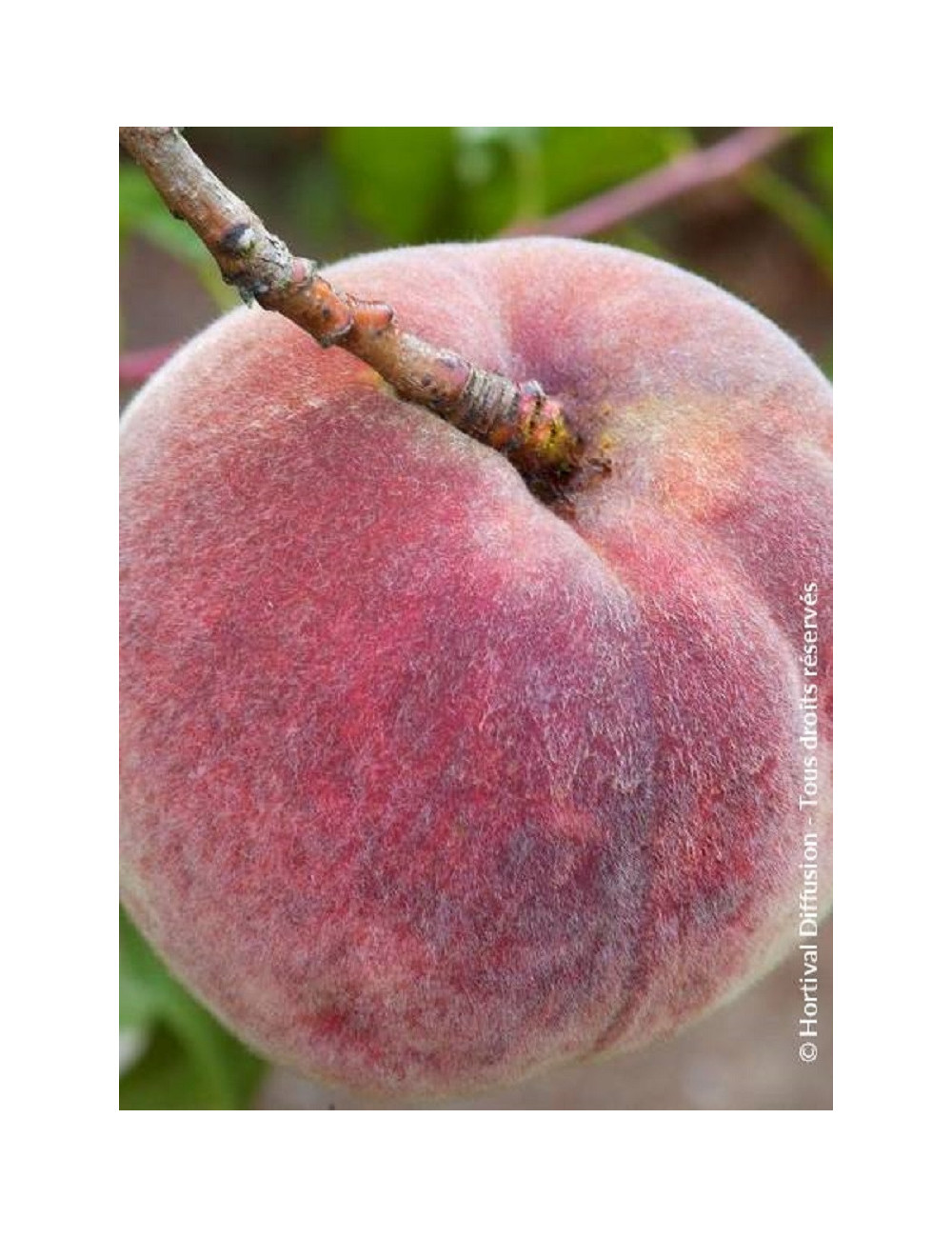 PÊCHER DE VIGNE SANGUINE