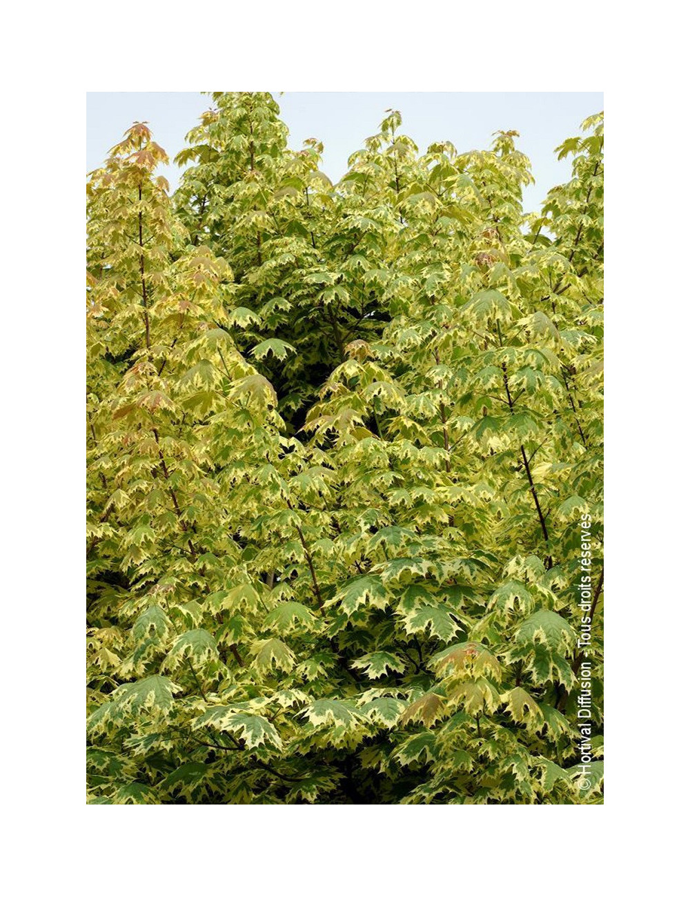 ACER platanoides DRUMONDII