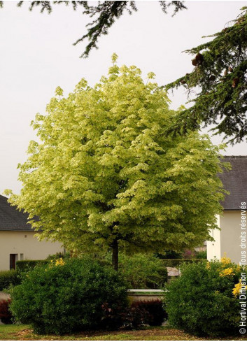 ACER platanoides DRUMONDII