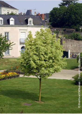 ACER platanoides DRUMMONDII