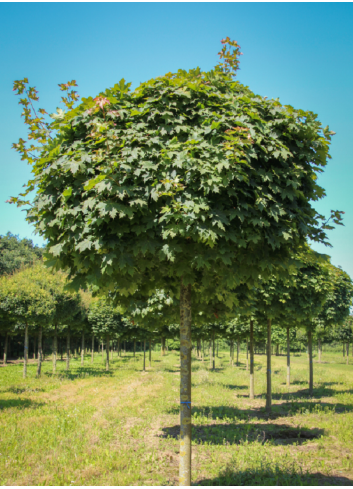 ACER platanoides GLOBOSUM