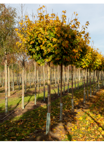 ACER platanoides GLOBOSUM