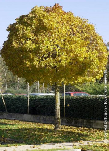 ACER platanoides GLOBOSUM