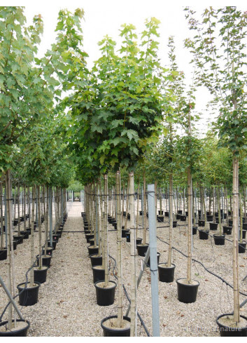 ACER platanoides GLOBOSUM En pot de 35-50 litres forme tige hauteur du tronc 180-200 cm