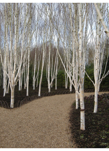 BETULA utilis