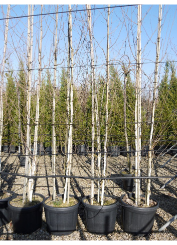 BETULA utilis En pot de 35-50 litres forme cépée