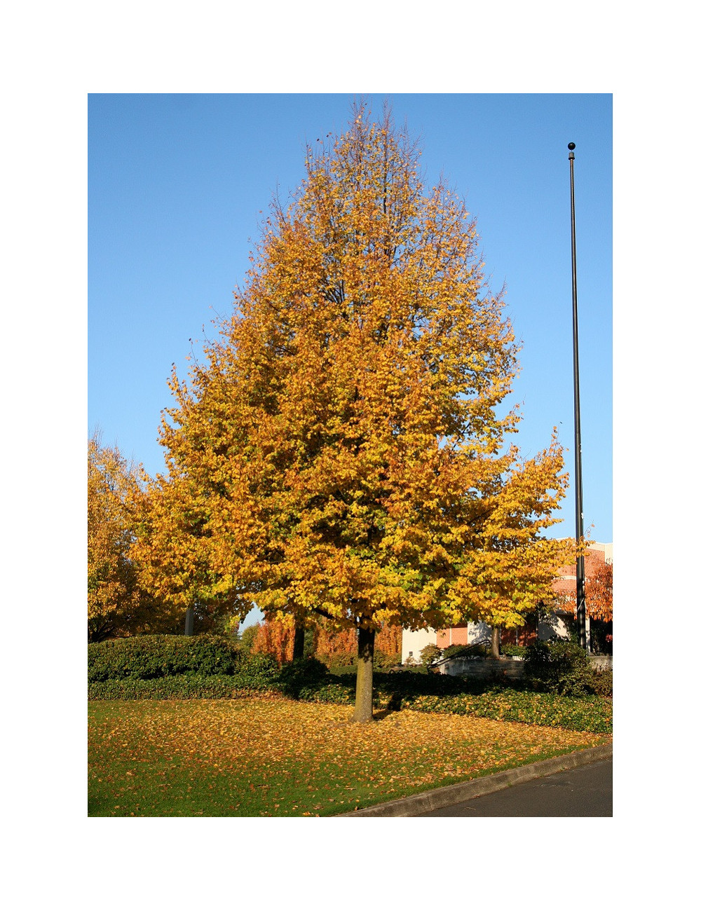 TILIA cordata GREENSPIRE