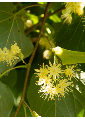 TILIA cordata GREENSPIRE