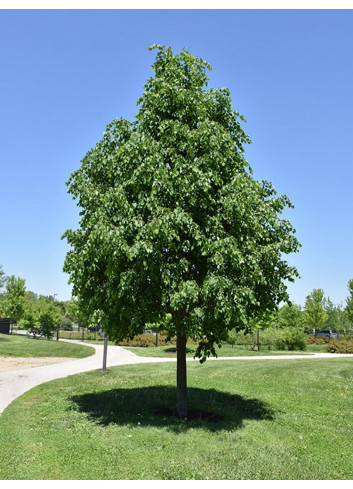 TILIA cordata GREENSPIRE