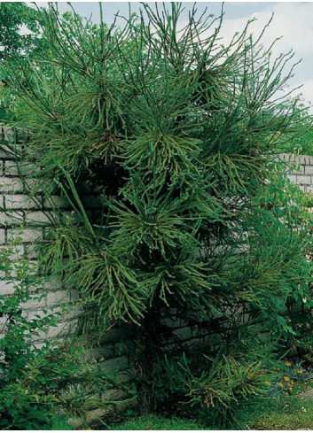 CRYPTOMERIA japonica ARAUCARIOIDES