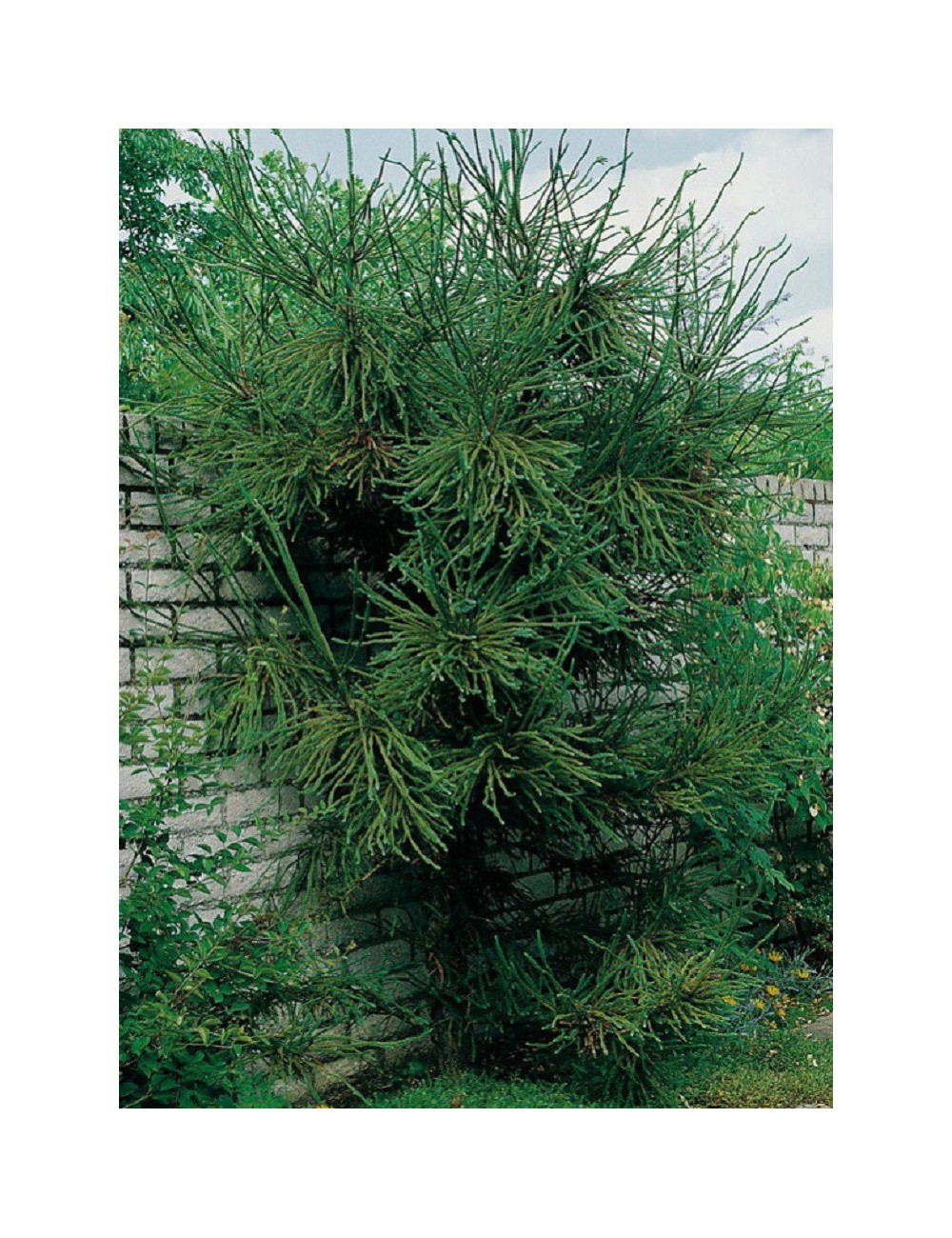 CRYPTOMERIA japonica ARAUCARIOIDES