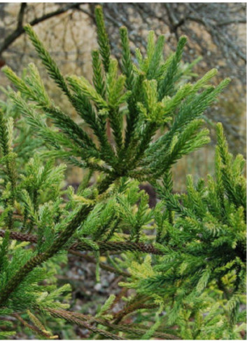 CRYPTOMERIA japonica ARAUCARIOIDES