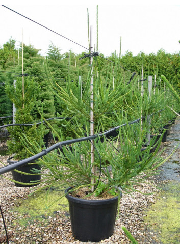 CRYPTOMERIA japonica ARAUCARIOIDES En pot de 35-50 litres