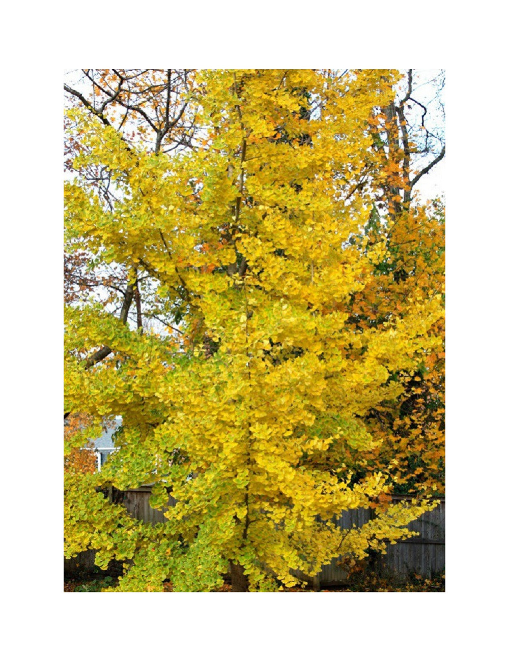 GINKGO biloba PRINCETON SENTRY