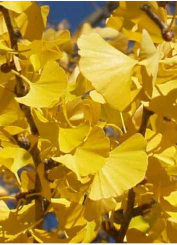 GINKGO biloba PRINCETON SENTRY