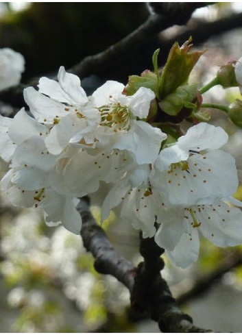 CERISIER bigarreau HÂTIF DE BURLAT