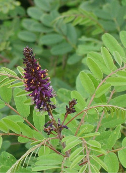 AMORPHA fruticosa