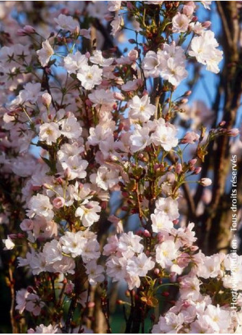 PRUNUS serrulata AMANOGAWA