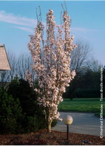 PRUNUS serrulata AMANOGAWA