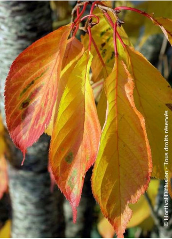 PRUNUS serrulata AMANOGAWA