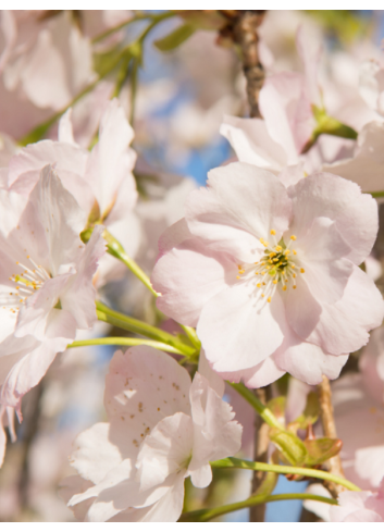 PRUNUS serrulata AMANOGAWA