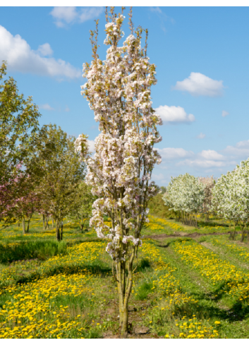 PRUNUS serrulata AMANOGAWA