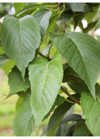 PRUNUS serrulata AMANOGAWA