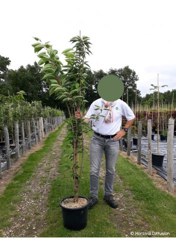 PRUNUS serrulata AMANOGAWA En pot 15-20 litres forme forme baliveau