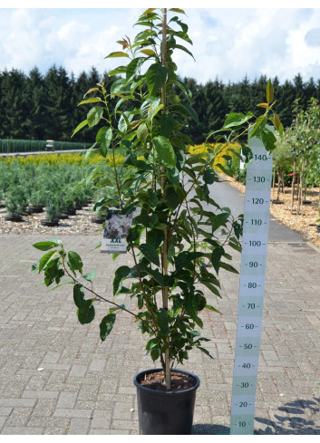 PRUNUS serrulata AMANOGAWA En pot 15-20 litres forme forme baliveau