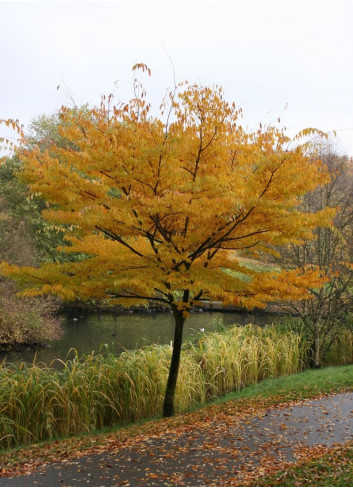 ZELKOVA serrata