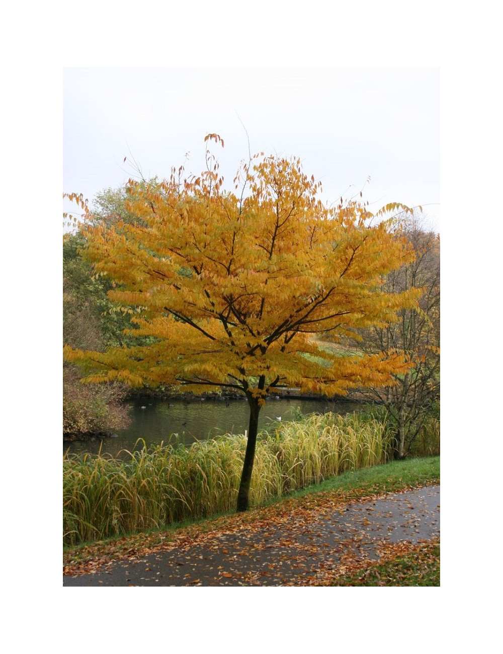 ZELKOVA serrata