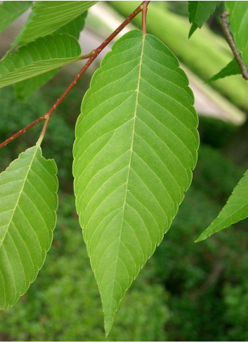 ZELKOVA serrata