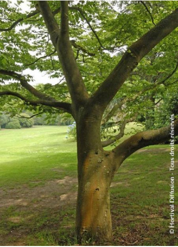 ZELKOVA serrata