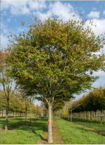 ZELKOVA serrata