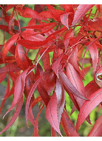 FRAXINUS angustifolia RAYWOOD