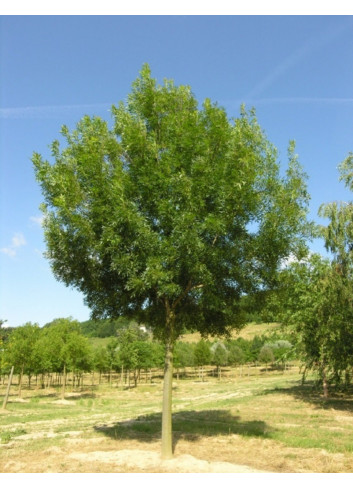 FRAXINUS angustifolia RAYWOOD