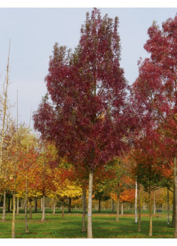 FRAXINUS angustifolia RAYWOOD