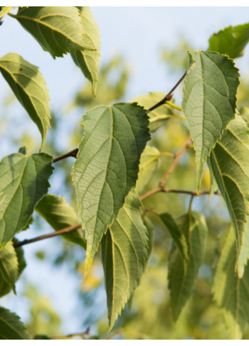 CELTIS australis