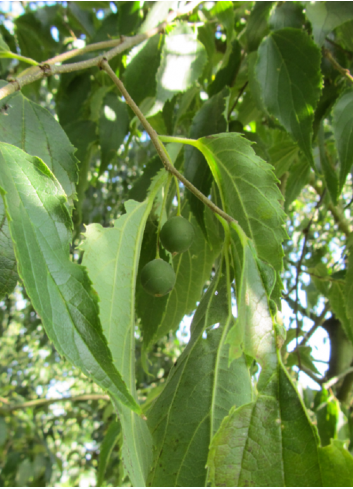 CELTIS australis